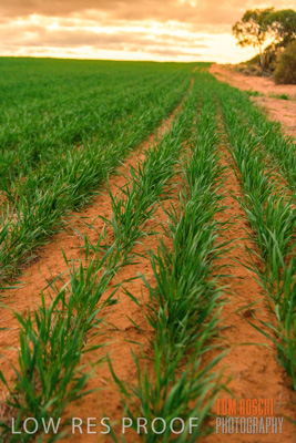 June 2020 / CROPS_CLOSE-UP_3136