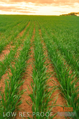 June 2020 / CROPS_CLOSE-UP_3137