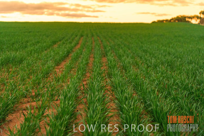 June 2020 / CROPS_CLOSE-UP_3138