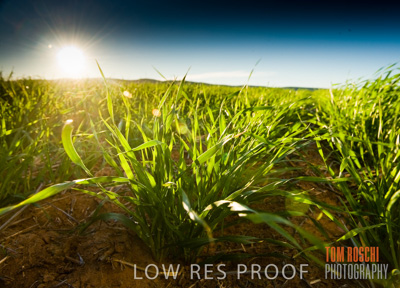 July 2009 / CROPS_CLOSE-UP_314