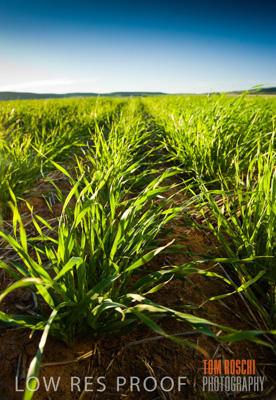 July 2009 / CROPS_CLOSE-UP_315