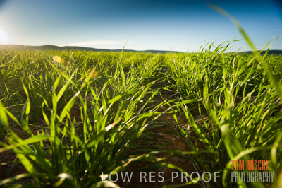 July 2009 / CROPS_CLOSE-UP_316