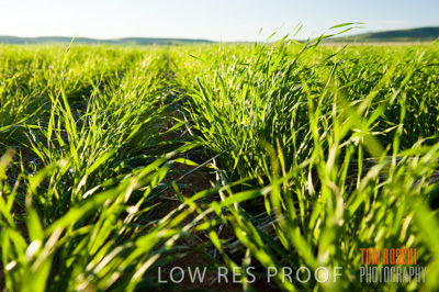 July 2009 / CROPS_CLOSE-UP_317