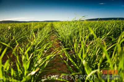 July 2009 / CROPS_CLOSE-UP_318