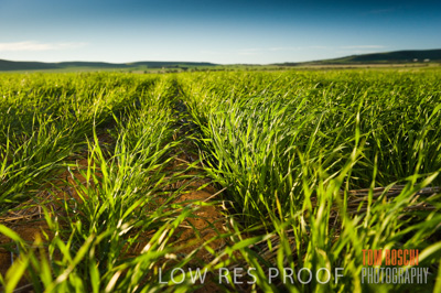 July 2009 / CROPS_CLOSE-UP_319