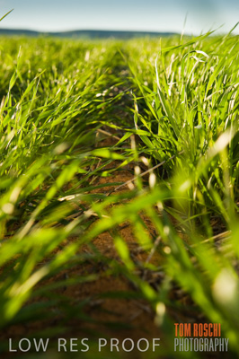 July 2009 / CROPS_CLOSE-UP_320