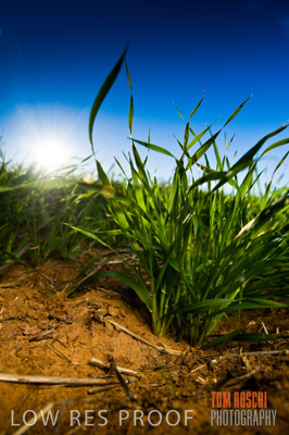 July 2009 / CROPS_CLOSE-UP_321