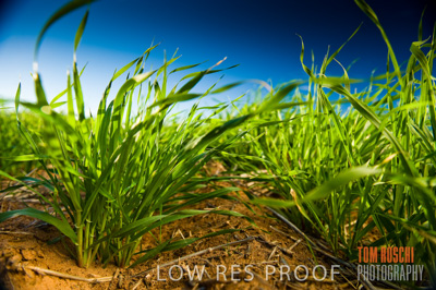 July 2009 / CROPS_CLOSE-UP_322