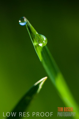 July 2009 / CROPS_CLOSE-UP_324