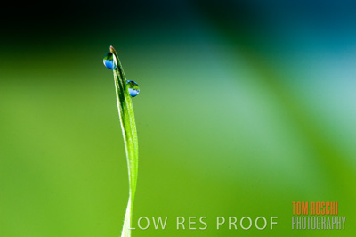 July 2009 / CROPS_CLOSE-UP_325