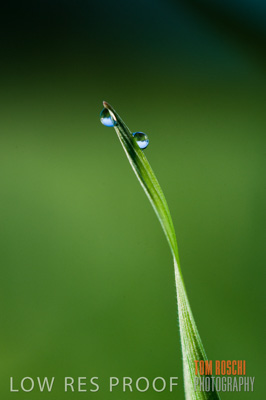 July 2009 / CROPS_CLOSE-UP_327