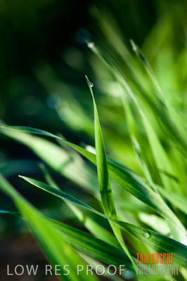 July 2009 / CROPS_CLOSE-UP_328