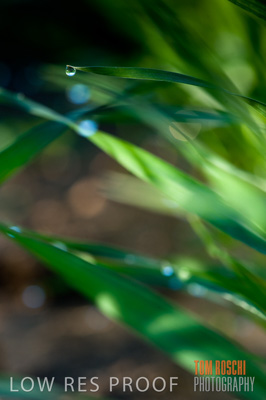 July 2009 / CROPS_CLOSE-UP_329