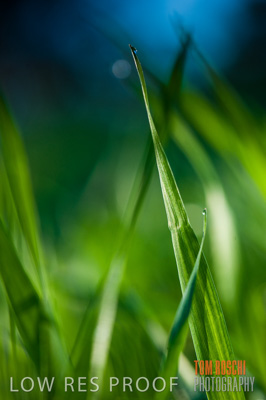 July 2009 / CROPS_CLOSE-UP_330