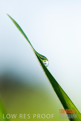 July 2009 / CROPS_CLOSE-UP_332