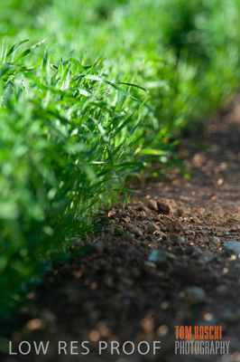 July 2009 / CROPS_CLOSE-UP_361