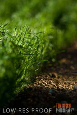 July 2009 / CROPS_CLOSE-UP_362