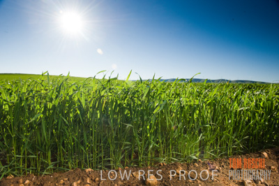 July 2009 / CROPS_CLOSE-UP_364