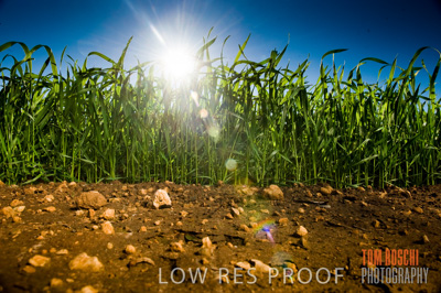 July 2009 / CROPS_CLOSE-UP_365