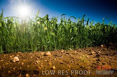 July 2009 / CROPS_CLOSE-UP_366