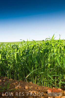 July 2009 / CROPS_CLOSE-UP_367