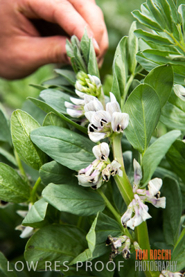 September 2014 / CROPS_CLOSE-UP_883