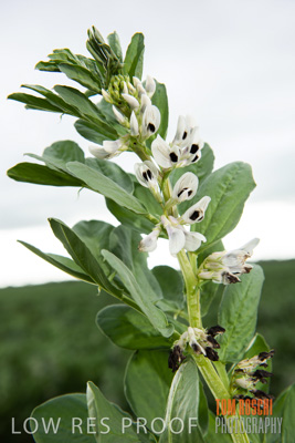 September 2014 / CROPS_CLOSE-UP_884