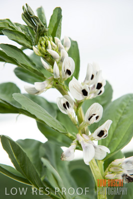 September 2014 / CROPS_CLOSE-UP_885