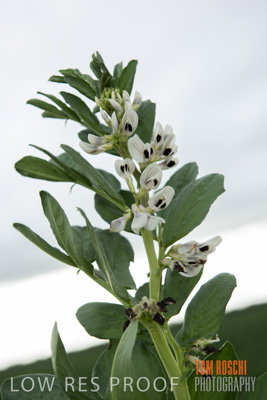 September 2014 / CROPS_CLOSE-UP_886