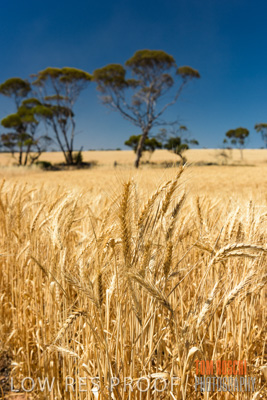 November 2014 / CROPS_CLOSE-UP_970