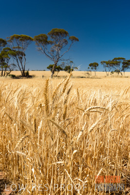 November 2014 / CROPS_CLOSE-UP_971