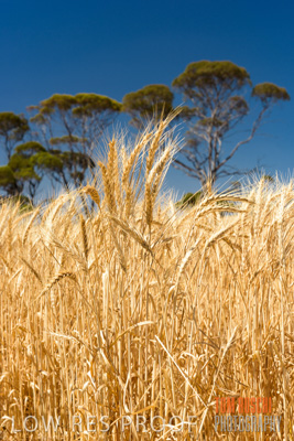 November 2014 / CROPS_CLOSE-UP_972