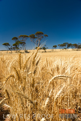 November 2014 / CROPS_CLOSE-UP_974