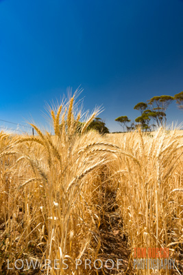 November 2014 / CROPS_CLOSE-UP_976