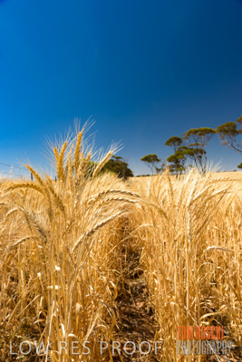 November 2014 / CROPS_CLOSE-UP_977