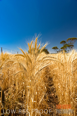 November 2014 / CROPS_CLOSE-UP_978