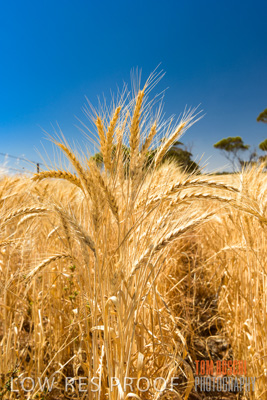 November 2014 / CROPS_CLOSE-UP_979