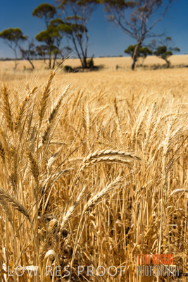 November 2014 / CROPS_CLOSE-UP_980