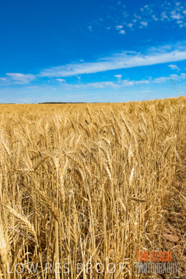 November 2014 / CROPS_CLOSE-UP_981