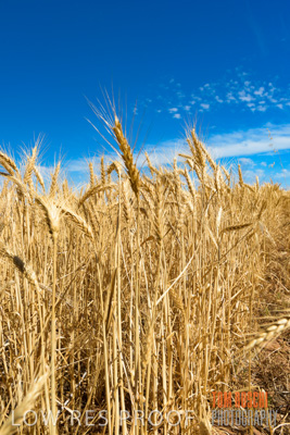 November 2014 / CROPS_CLOSE-UP_982