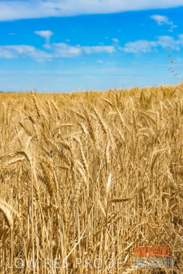 November 2014 / CROPS_CLOSE-UP_983