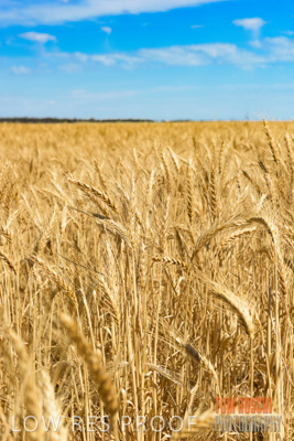 November 2014 / CROPS_CLOSE-UP_984