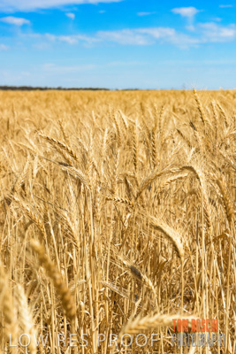 November 2014 / CROPS_CLOSE-UP_985