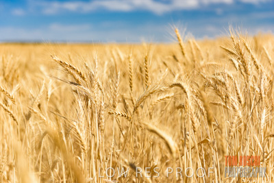 November 2014 / CROPS_CLOSE-UP_986