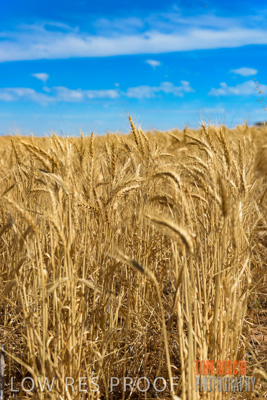 November 2014 / CROPS_CLOSE-UP_990