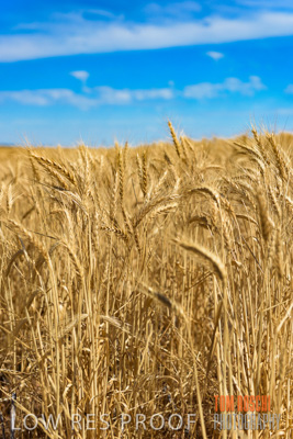 November 2014 / CROPS_CLOSE-UP_991