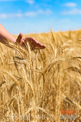 November 2014 / CROPS_CLOSE-UP_992