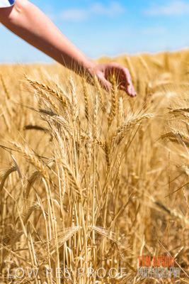 November 2014 / CROPS_CLOSE-UP_993