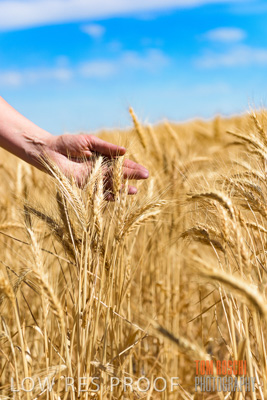 November 2014 / CROPS_CLOSE-UP_994