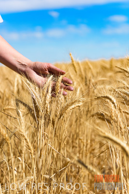 November 2014 / CROPS_CLOSE-UP_995